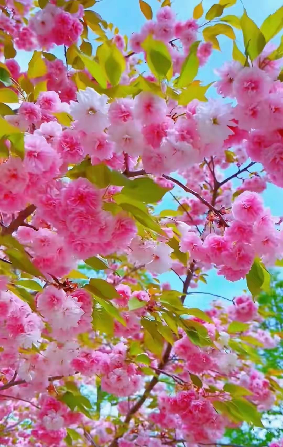 上联：冬寒枯叶落；
下联：春暖繁花开。