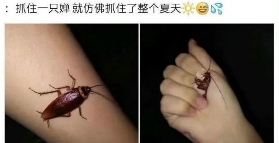 每年固定节目时间……谁也别想跑，过来看大“蝉”！ ​[怒骂] ​​​