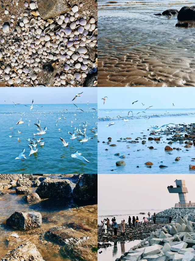 免费赶海｜天津三大赶海胜地保姆级攻略