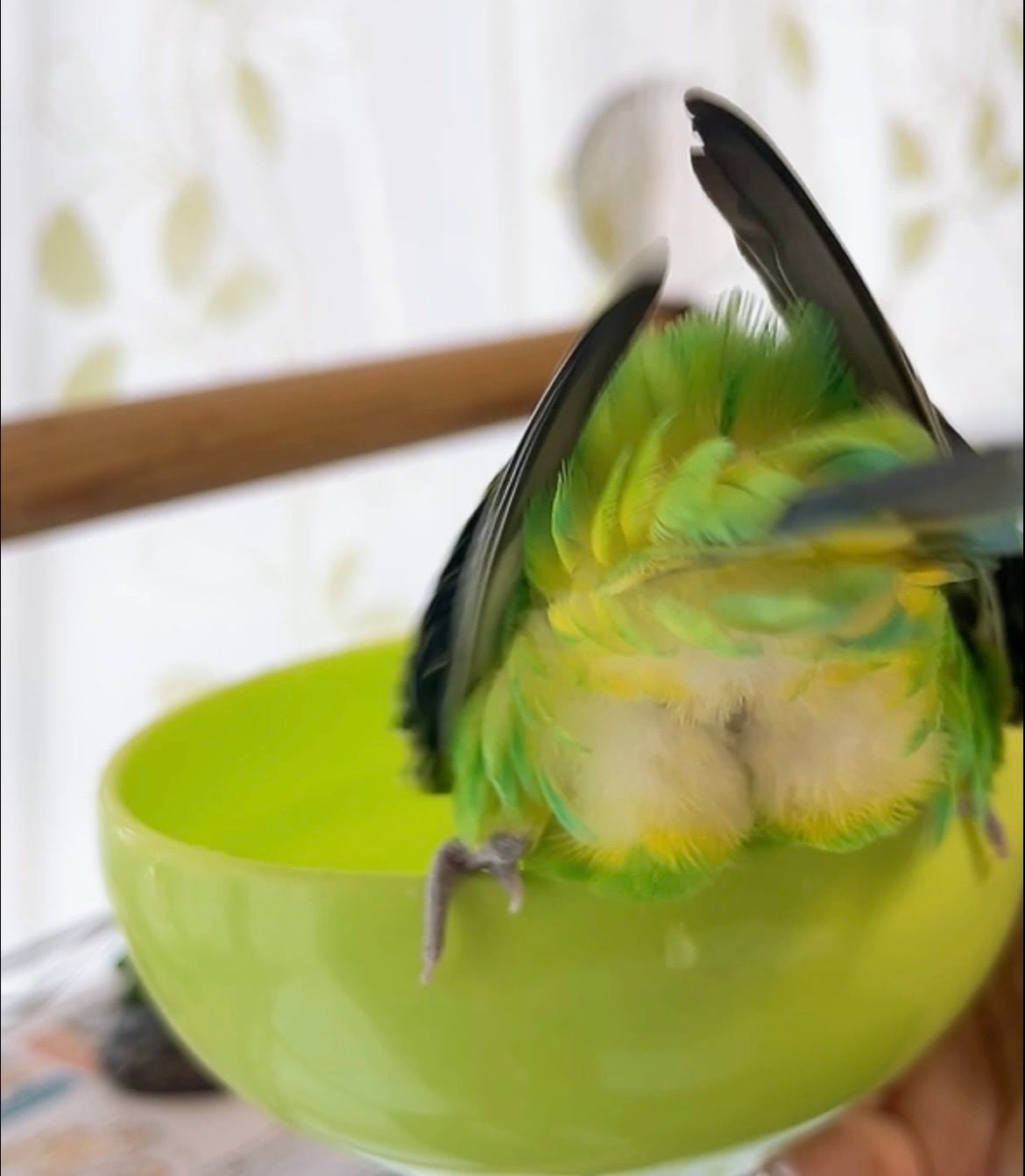 虎皮鹦鹉 是完美小鸡PP！【推：pokopi5533】 