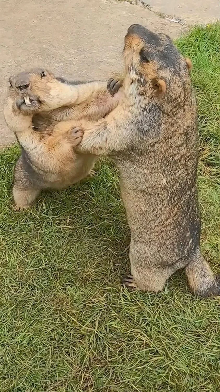 你俩脾气其实都不好……