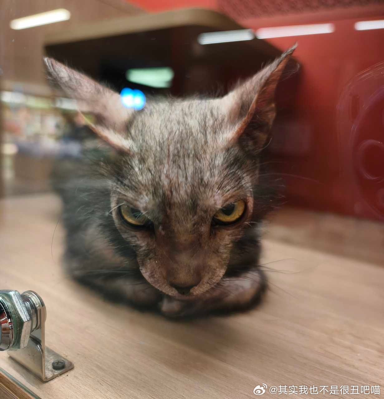 50199【丑猫】谁敢跟此猫对视超过三秒 