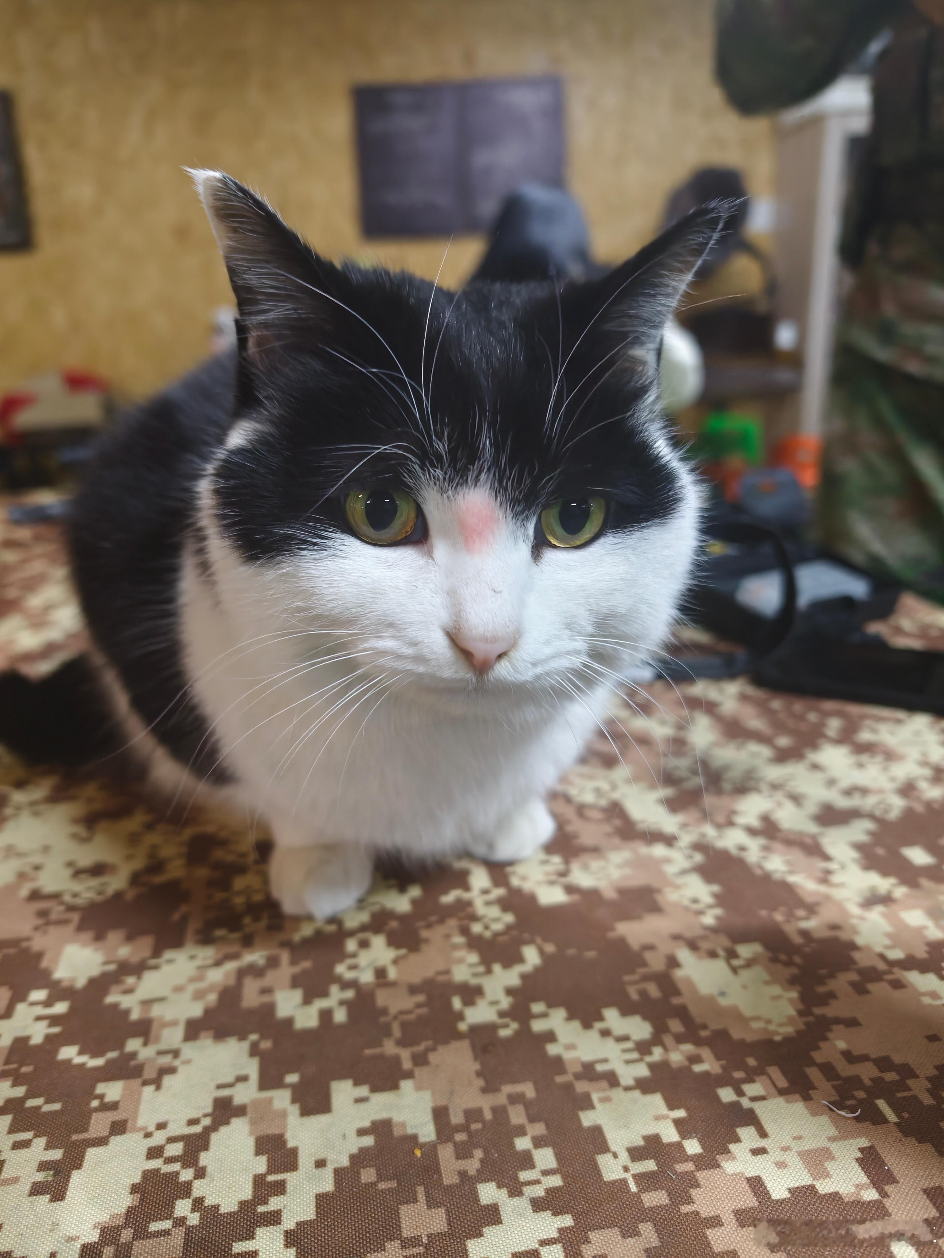 别人家的🐱是好撸啊 