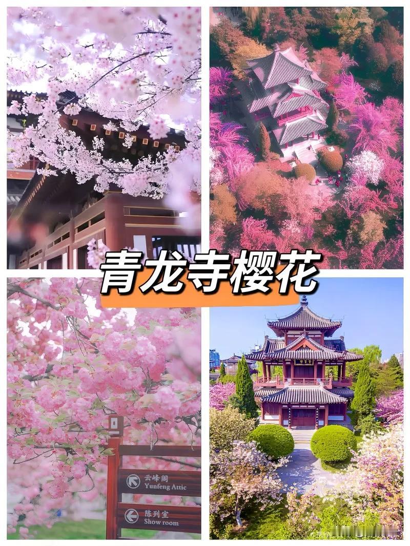 放下烦忧和焦虑，到长安城里赏花去！
“春风得意马蹄疾，一日看尽长安花”。记忆中春