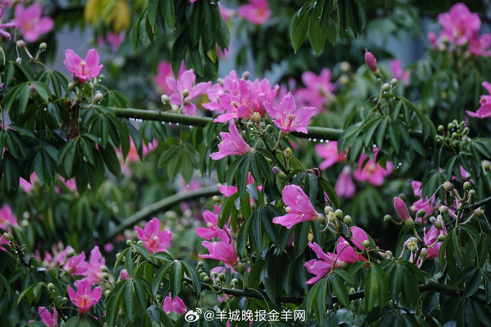 #晚安#人生就像爬山，它的意义不只在于你最终爬到了哪个高度，更在于你一路所看到的