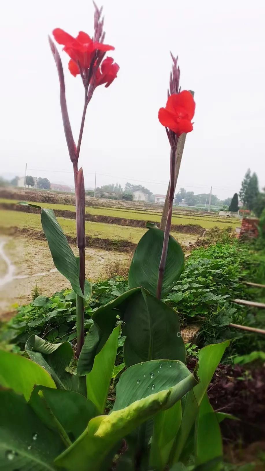 上联：露润芭蕉展新绿，
下联：您请对…………？
图片是我母后大人用手机拍摄，家里
