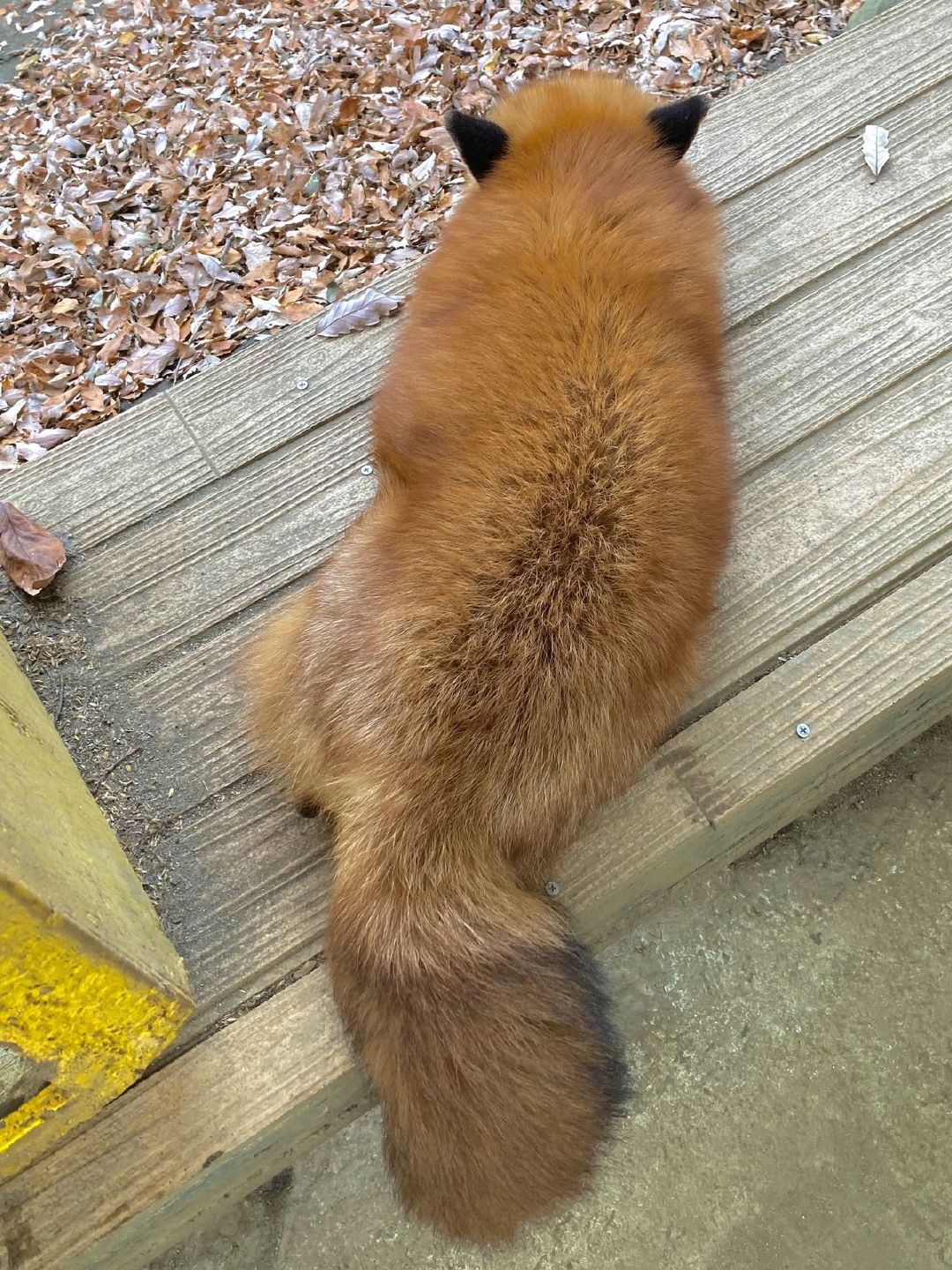 好强壮的大面包 