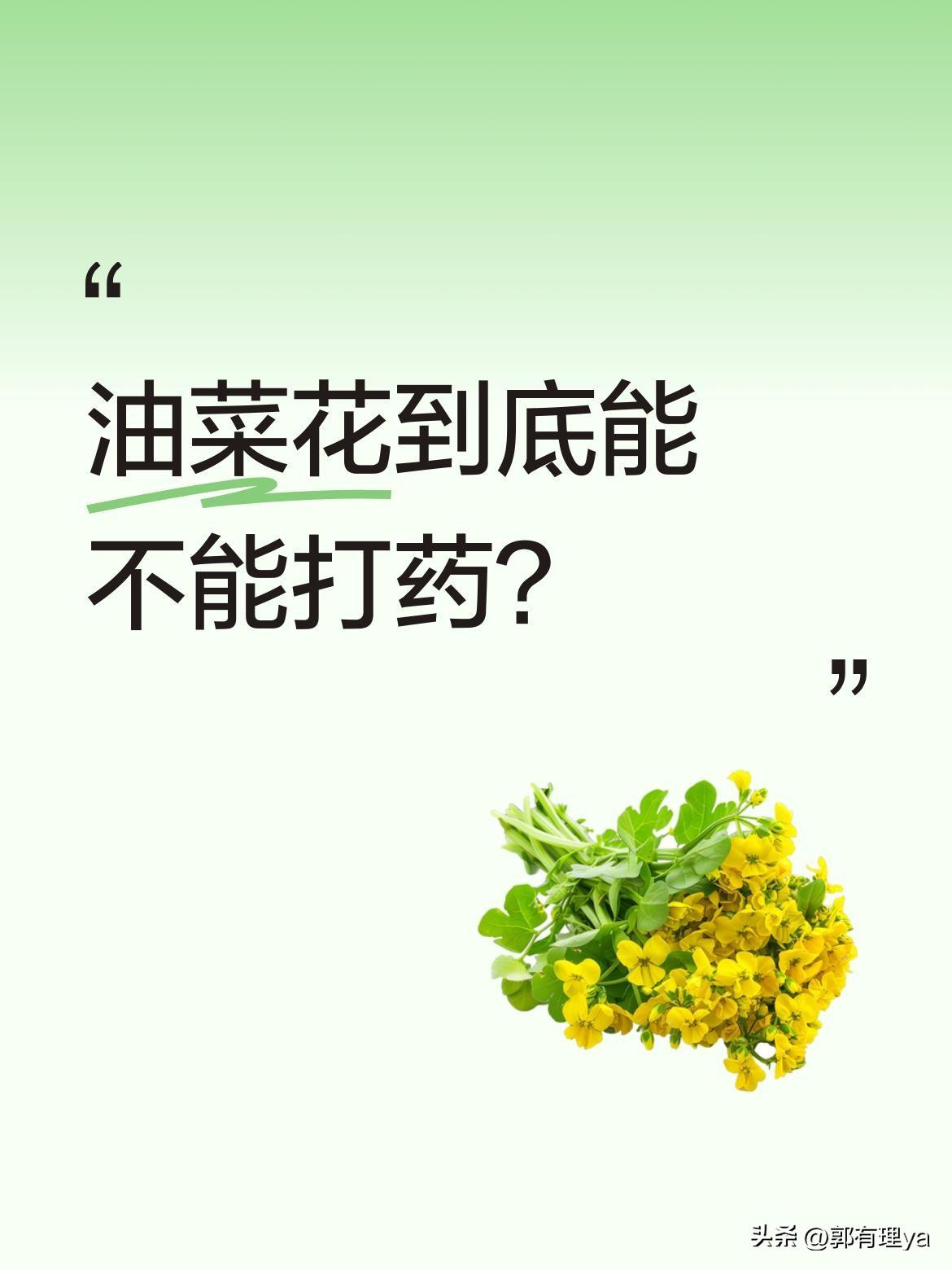 油菜花到底能不能打药？
农业专家给出建议：要根据田间防治需求来定，但需兼顾蜜蜂安