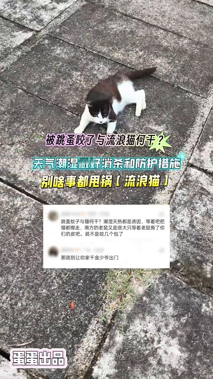 被跳蚤咬了与流浪猫何干？天气潮湿做好消杀和防护措施，别啥事都甩锅【流浪猫】。
蛋
