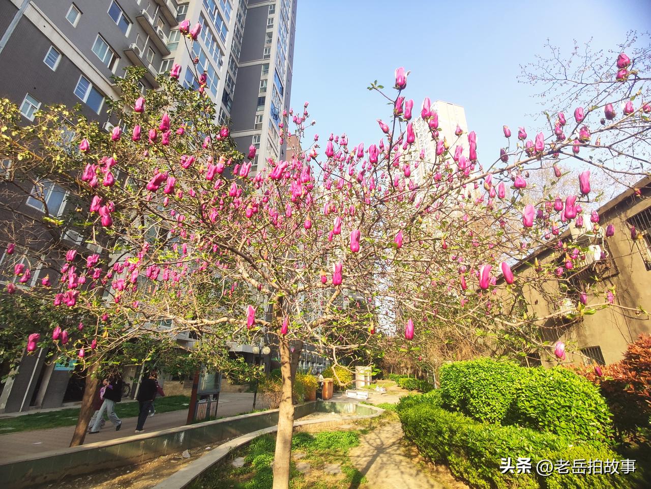 小区楼下总是年年慢半拍儿的玉兰花儿开始绽放了！自我入住这这个小区后，发现这棵小区