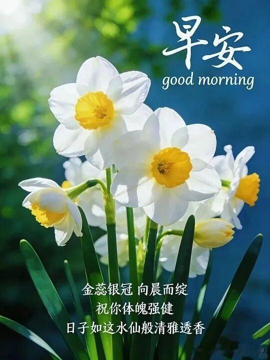 早安，愿你如这水仙般清雅透香！🌸💐