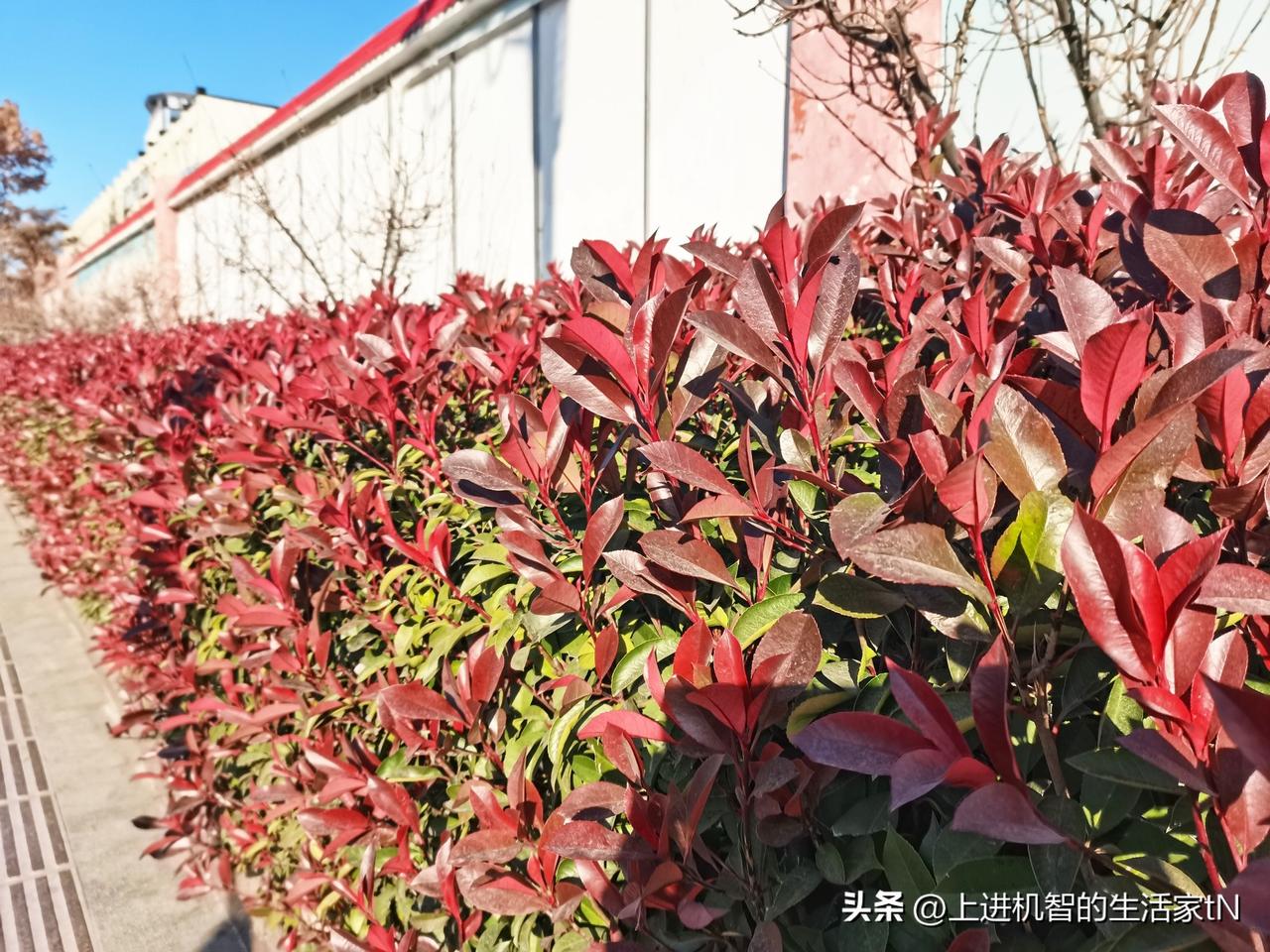 分享一张最近随手拍的照片寒冬虽至，生机盎然！寒风中的一抹红，冬至时节仍然压抑不住