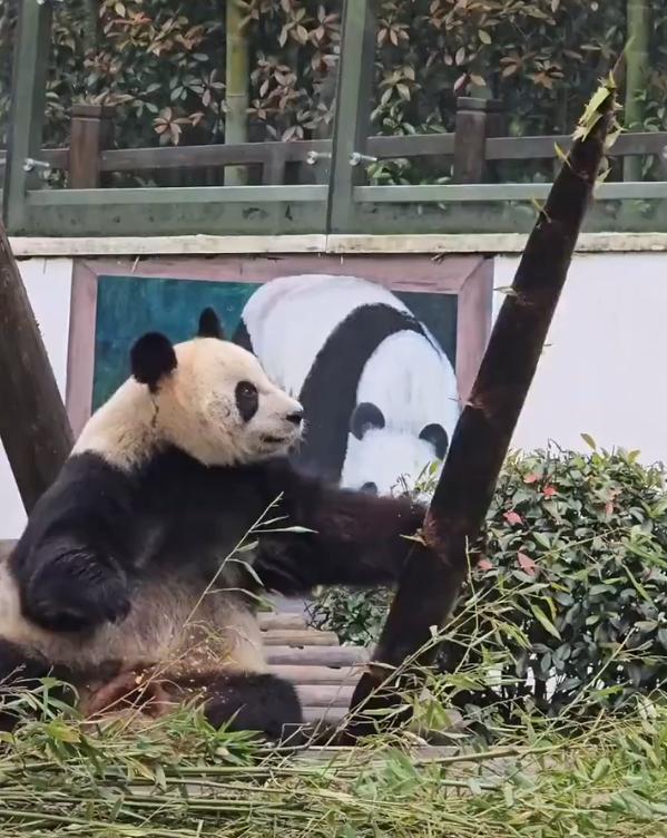 华丽盯上了那根又粗又长的火箭笋，立刻化身 “笋笋征服者”：先是用爪子抱住笋身，接