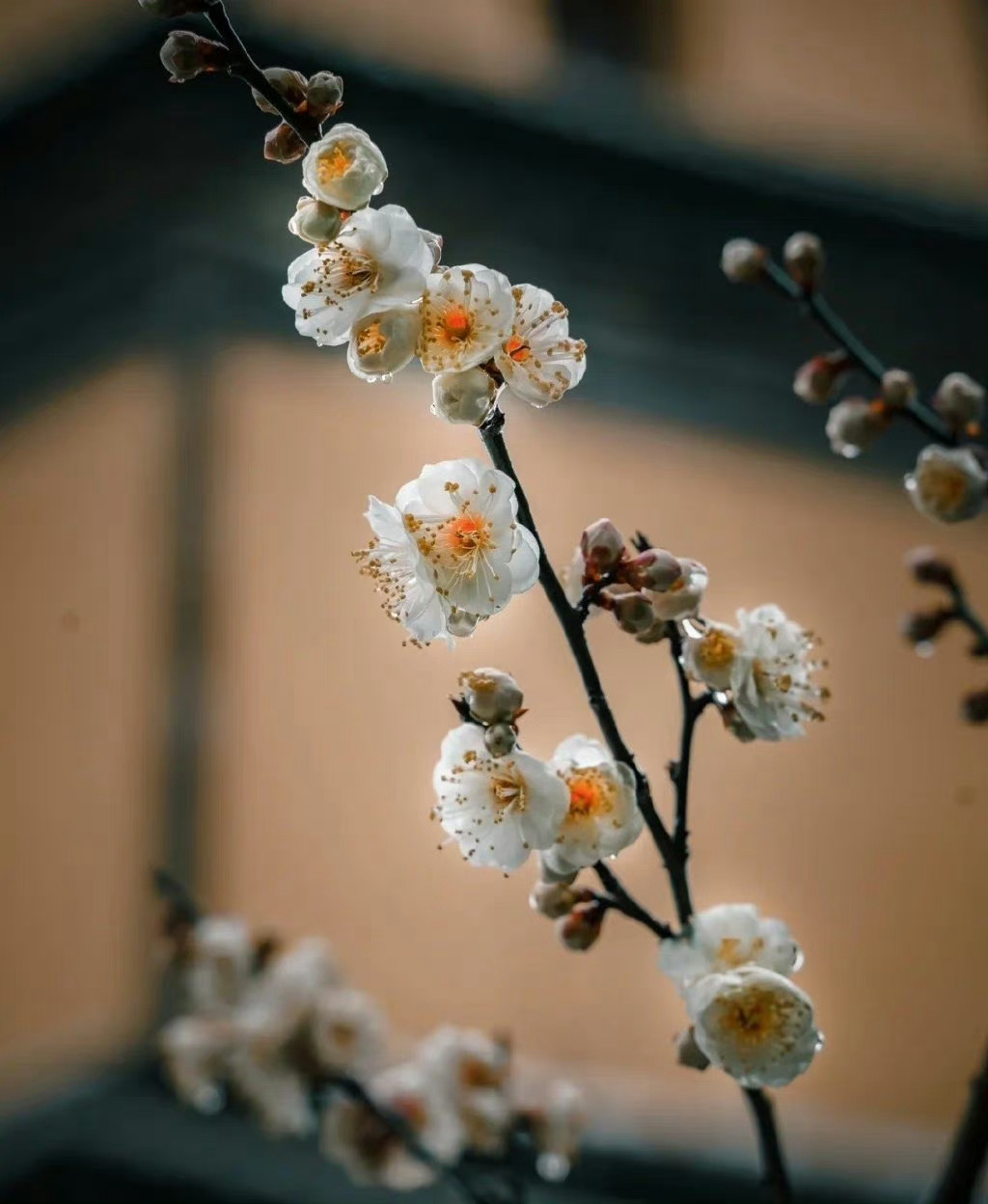 人间万事消磨尽，只有清香似旧时。—— 陆游 ​​​