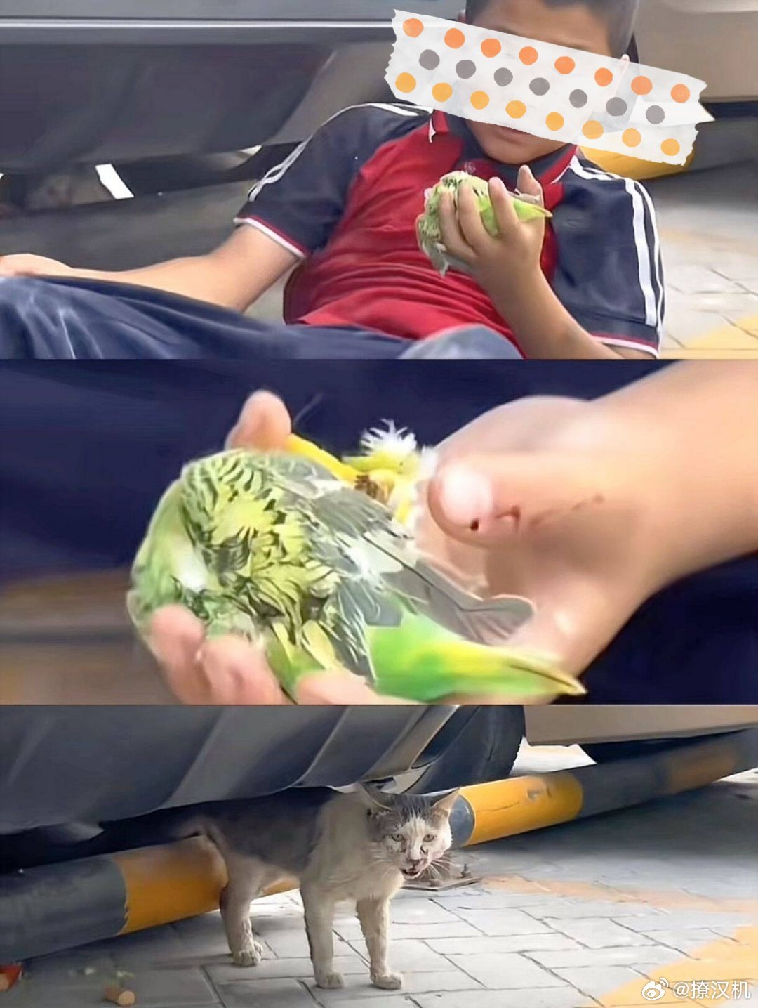 小孩哥右手火腿肠左手鹦鹉尸体这是一个好孩子啊，为啥不打码给他挂网上？？？这孩子因