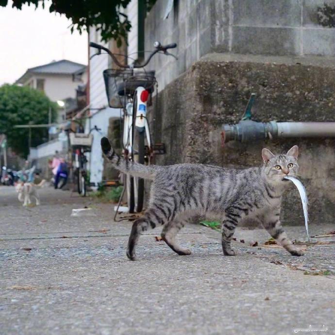 捕猎归来 