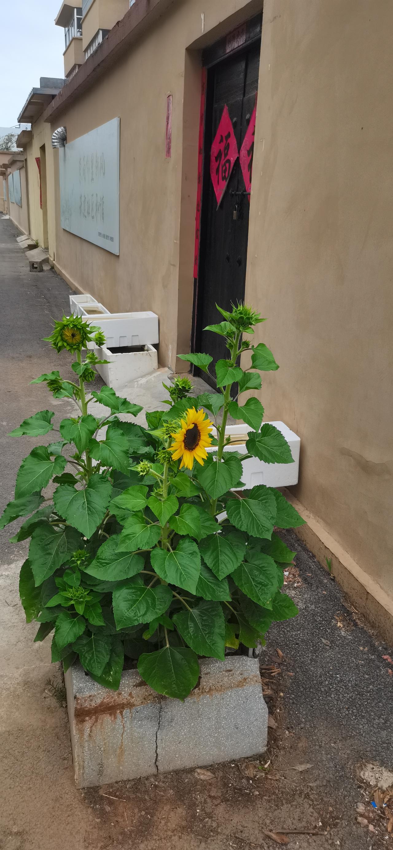 ，什么花都行