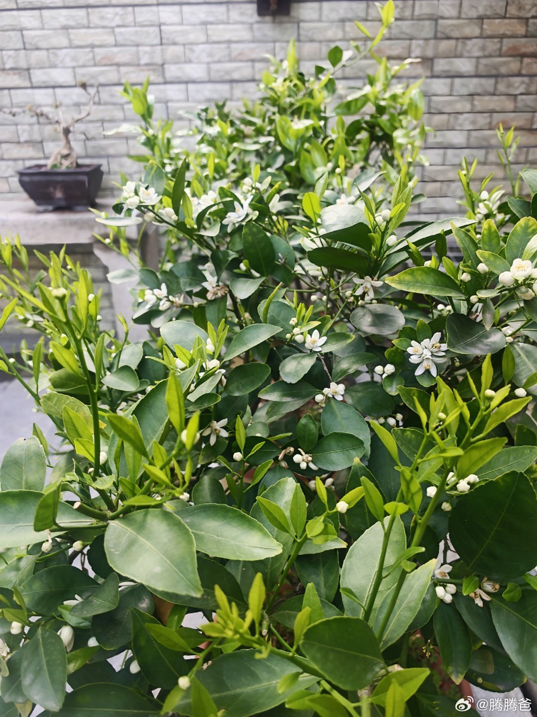 今年的花确实开不少，希望挂果也多。去年有些失败的教训，今年再反向操作试验一下。