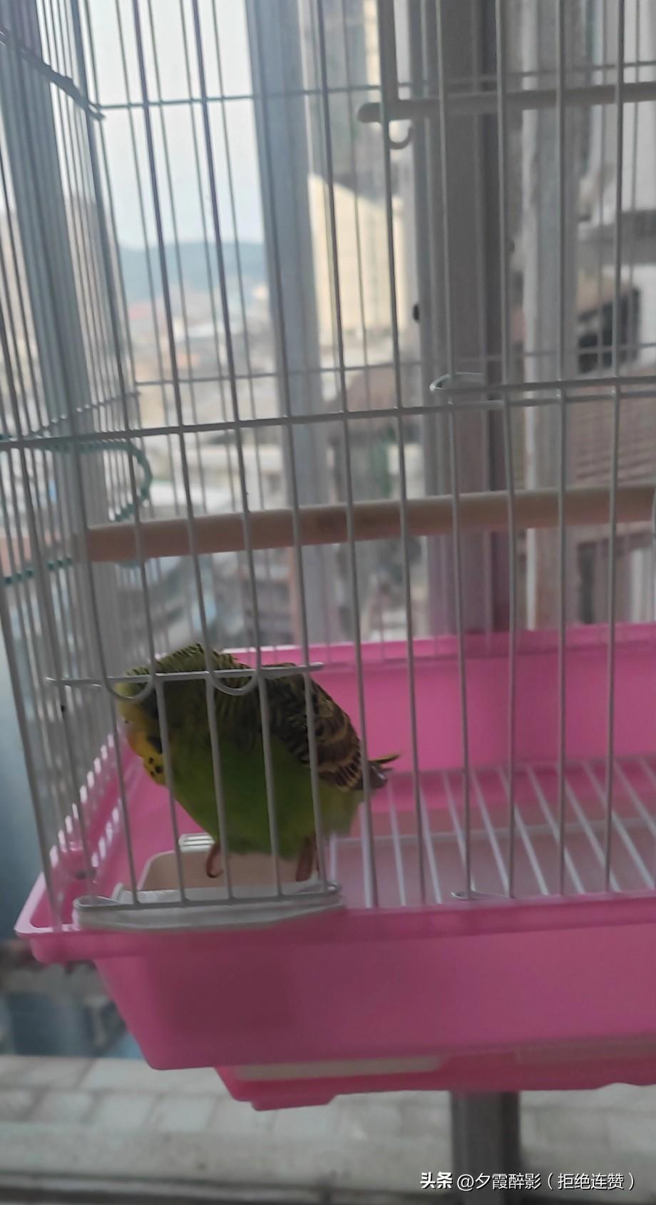 今天捡了一只虎皮鹦鹉，下午和孙女一起给它买了只鸟笼，它有家了[大笑]