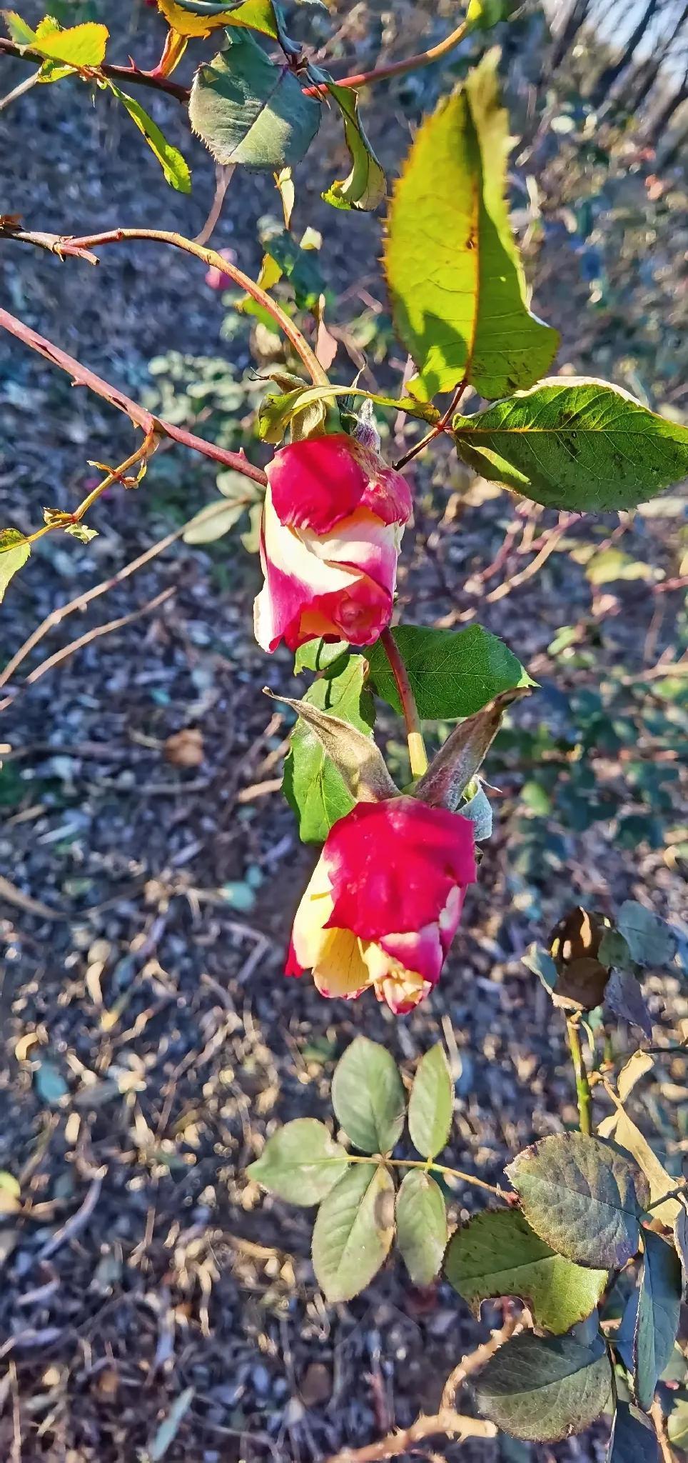 冬天的玫瑰🌹
其实是月季，因为从图片看上去，跟玫瑰差不多。月季花期大半年，从初