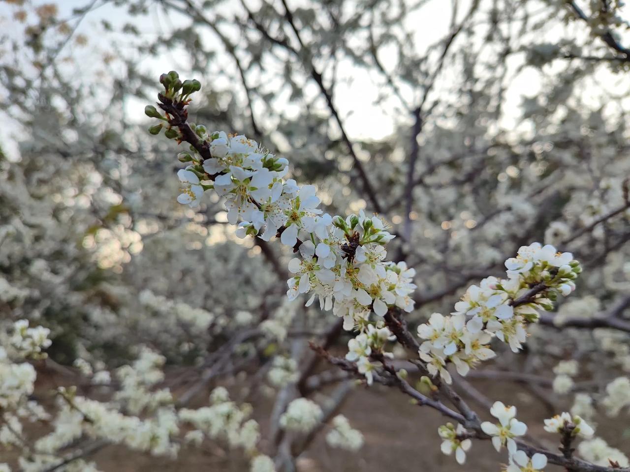 彤婳新韵古典诗词曲
浪淘沙.陌上花开
​陌上又花开，
红粉黄白。
春风吹在我心怀