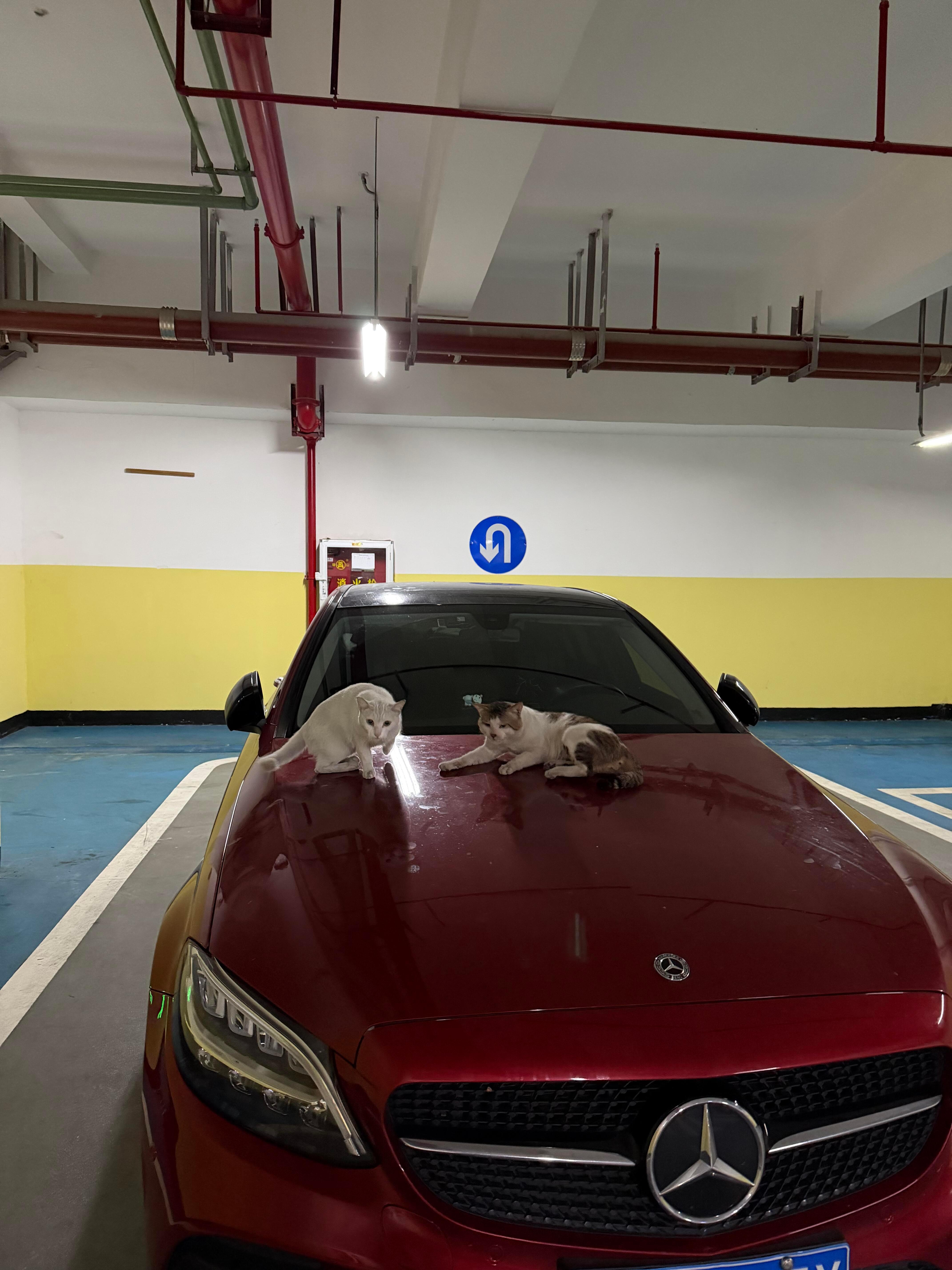 又在车库遇到流浪猫躺豪车上了