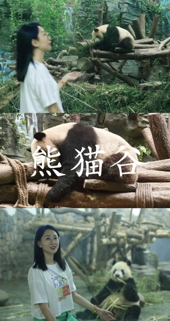 🐼成都熊猫谷0 距离吸“熊”
