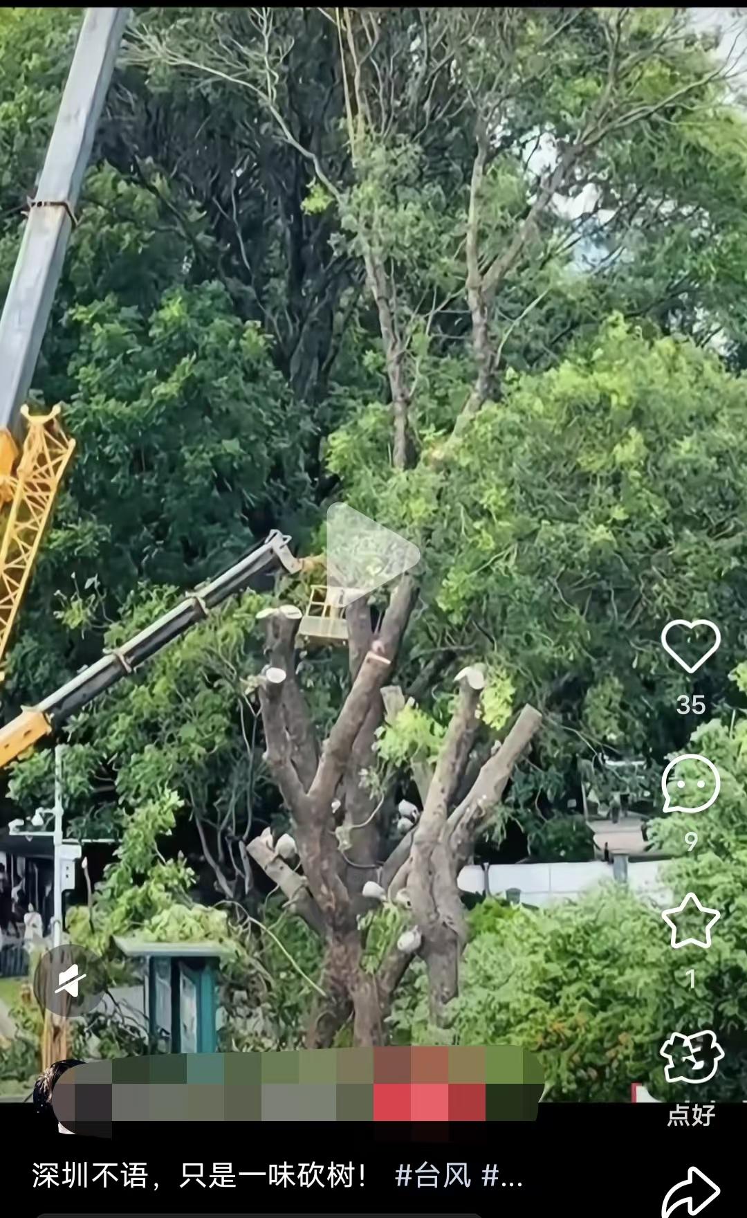 台风来了去囤菜，我理解； 

台风来了，

深圳却砍树，我就不明白了，为什么要把