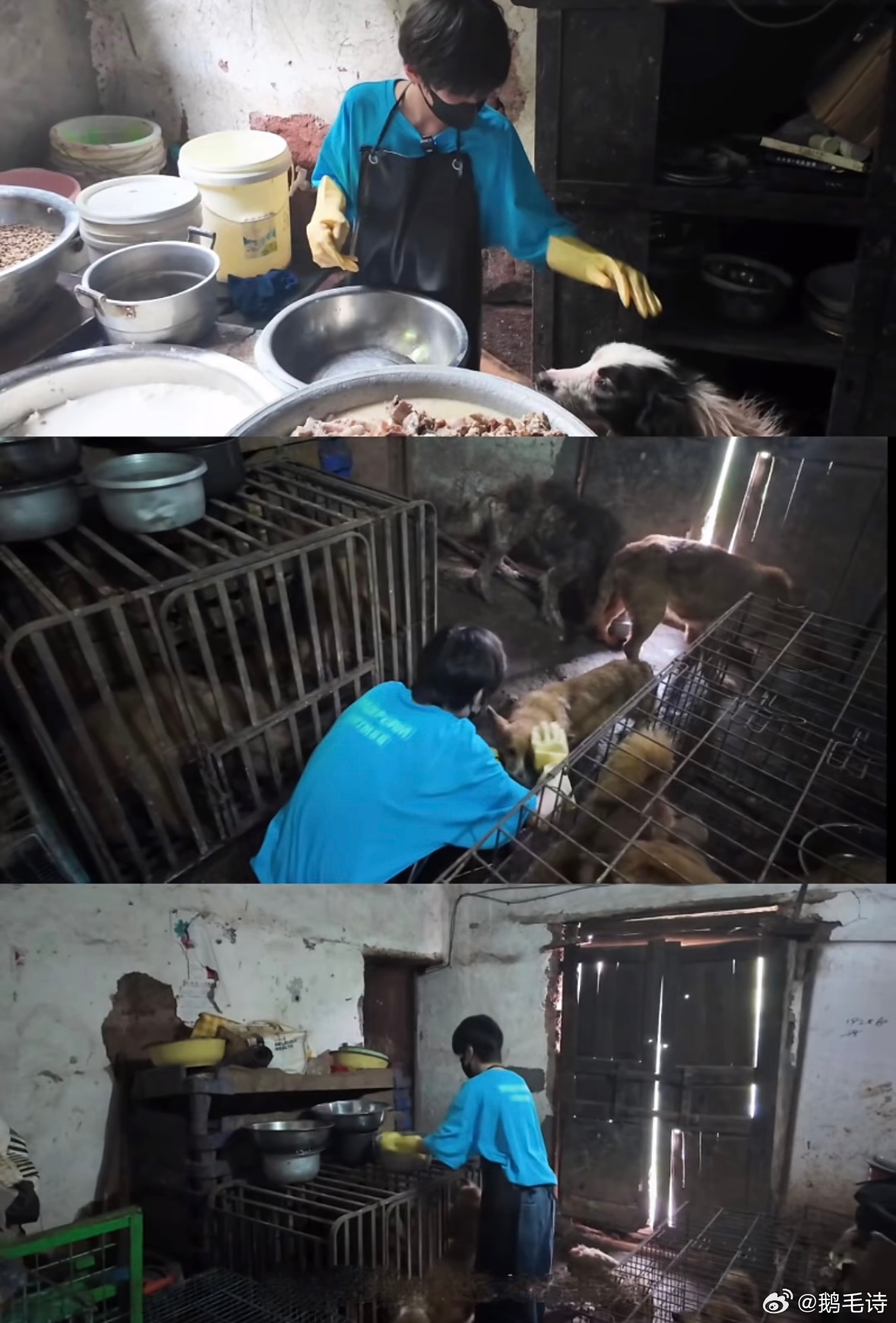 朱映宸是看杨林好纪录片效果不错，所以走的同个路线吗？ 