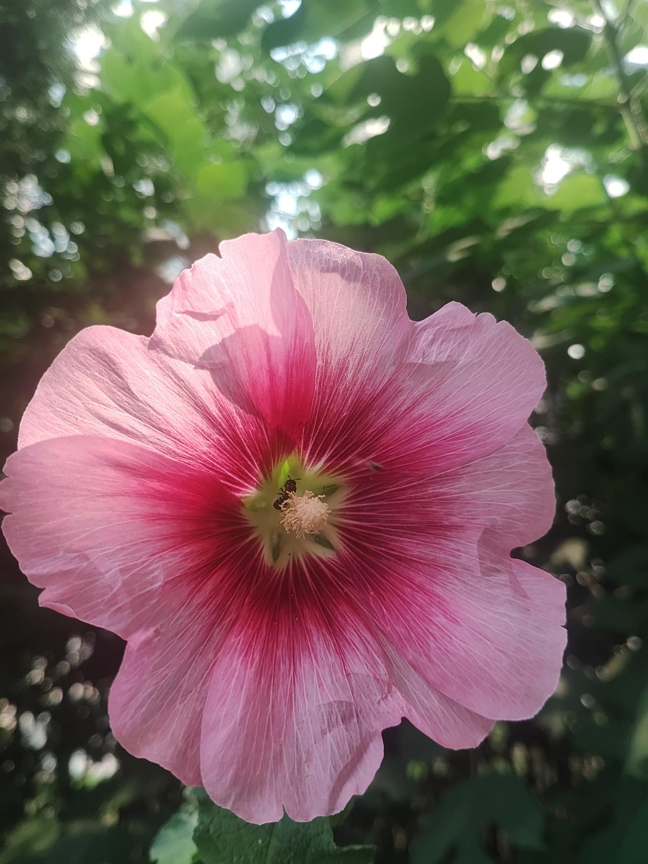 这是什么花
还有
那只蚂蚁
是跑进去的
还是困在里面了

友友看这什么花