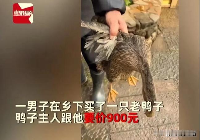 江苏，男子在农村看中一只 5 年老鸭，问鸭主人多少钱？鸭子主人说 900块一只！