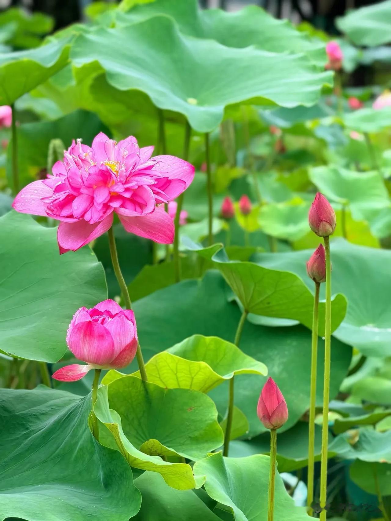 7月新思路，新方向，新升级，新的开始…
传统模式的一买一卖或许未来可能真的会被淘