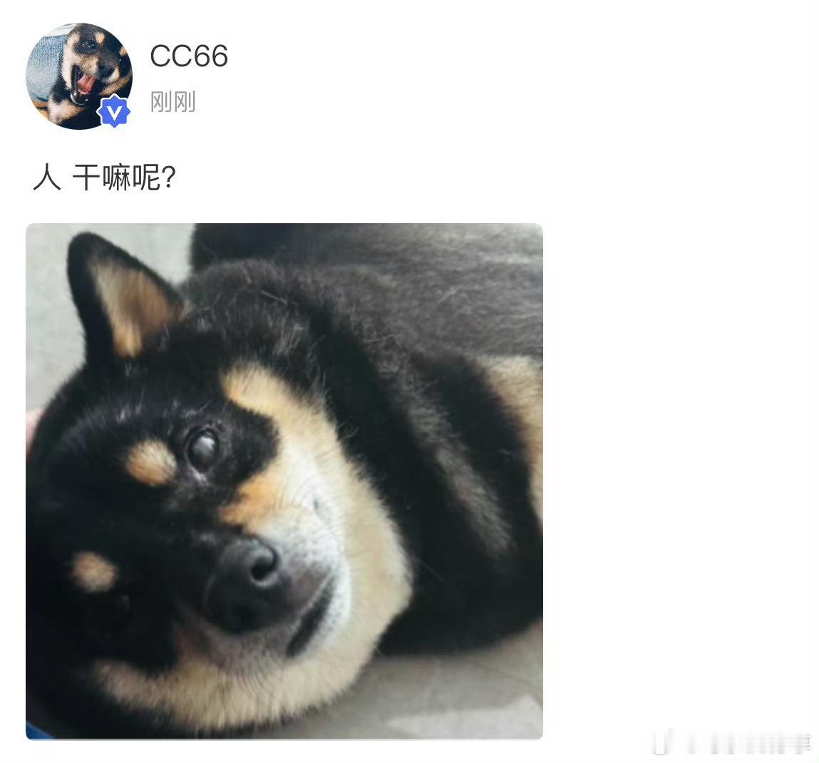 谁说我们六斤丢了[doge] ​​​