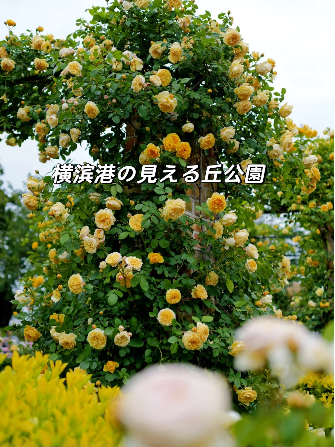 横滨港の見える丘公園🌹