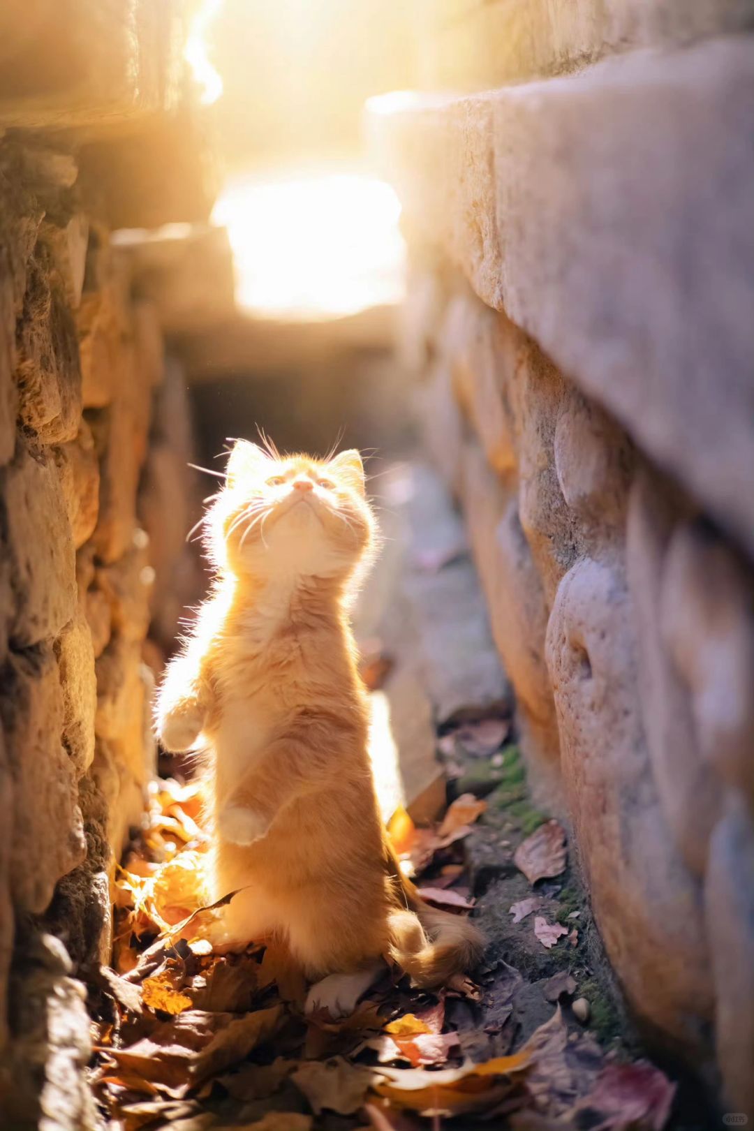 再也拍不出第二次的人生猫片（七）