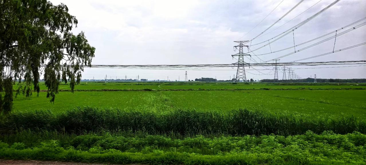 花雨绵绵绿浪柔