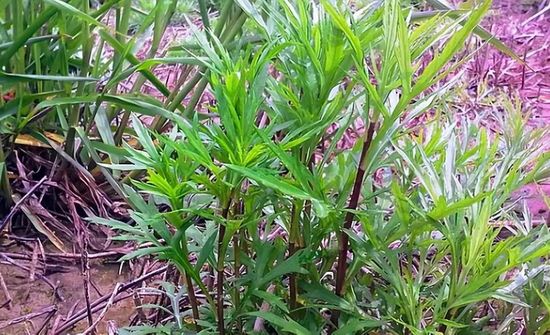 湖北省孝感市云梦县有一个叫白水湖的村庄，因种植新型蔬菜藜蒿而走上致富之路。其实藜