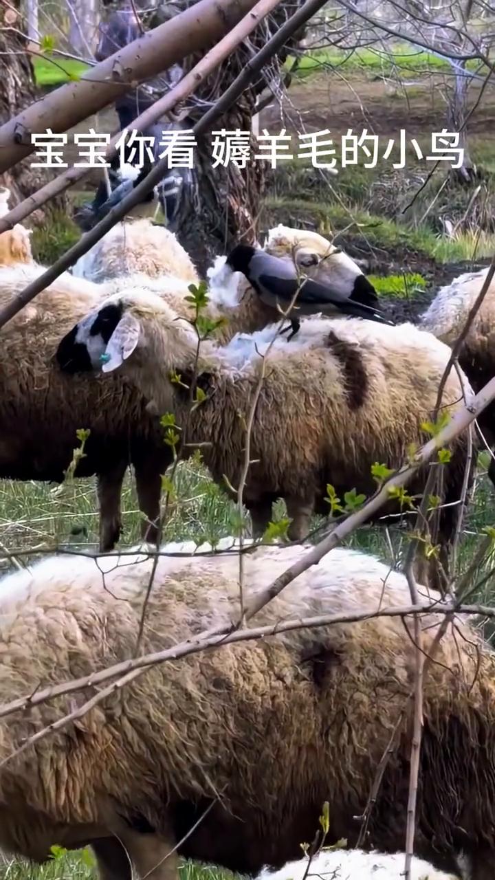 宝宝你看薅羊毛的小鸟。