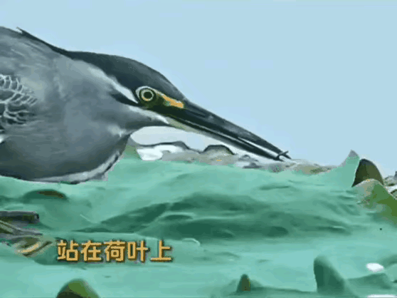 鸟类智商进化速度这么快吗？[泣不成声][泣不成声][泣不成声]