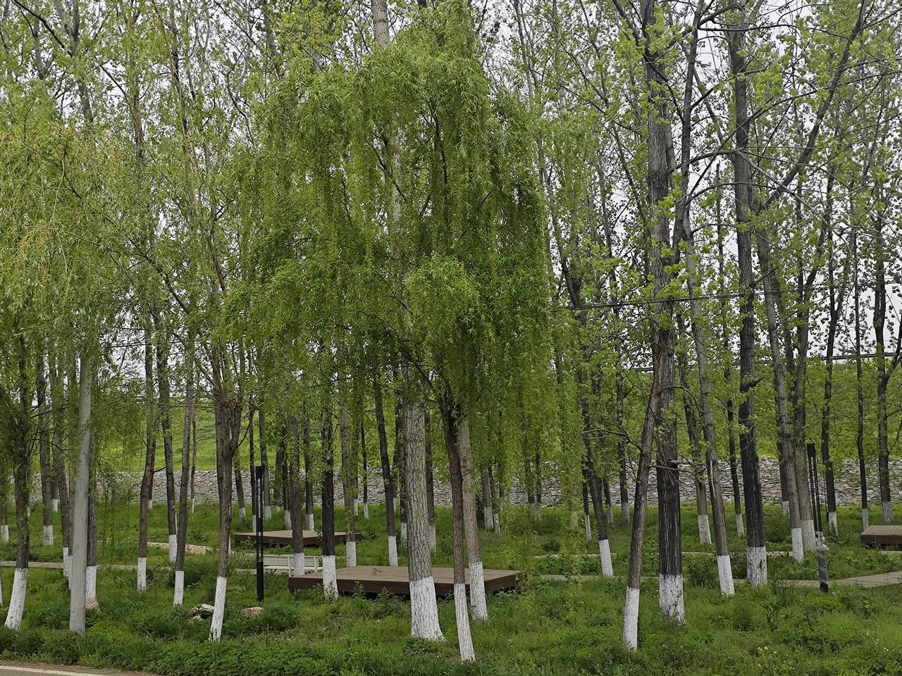 曹操墓前放布洛芬有什么争议点？主要争议集中在 历史严肃性、公共安全、资源浪费、文