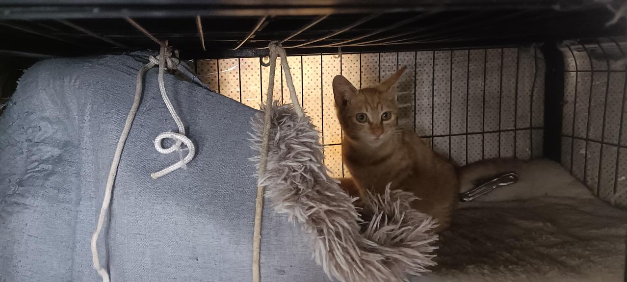 今天上午去给平台猫屋小橘猫喂药，自10月19号晚上抓住它隔离至今，它状态已经好了