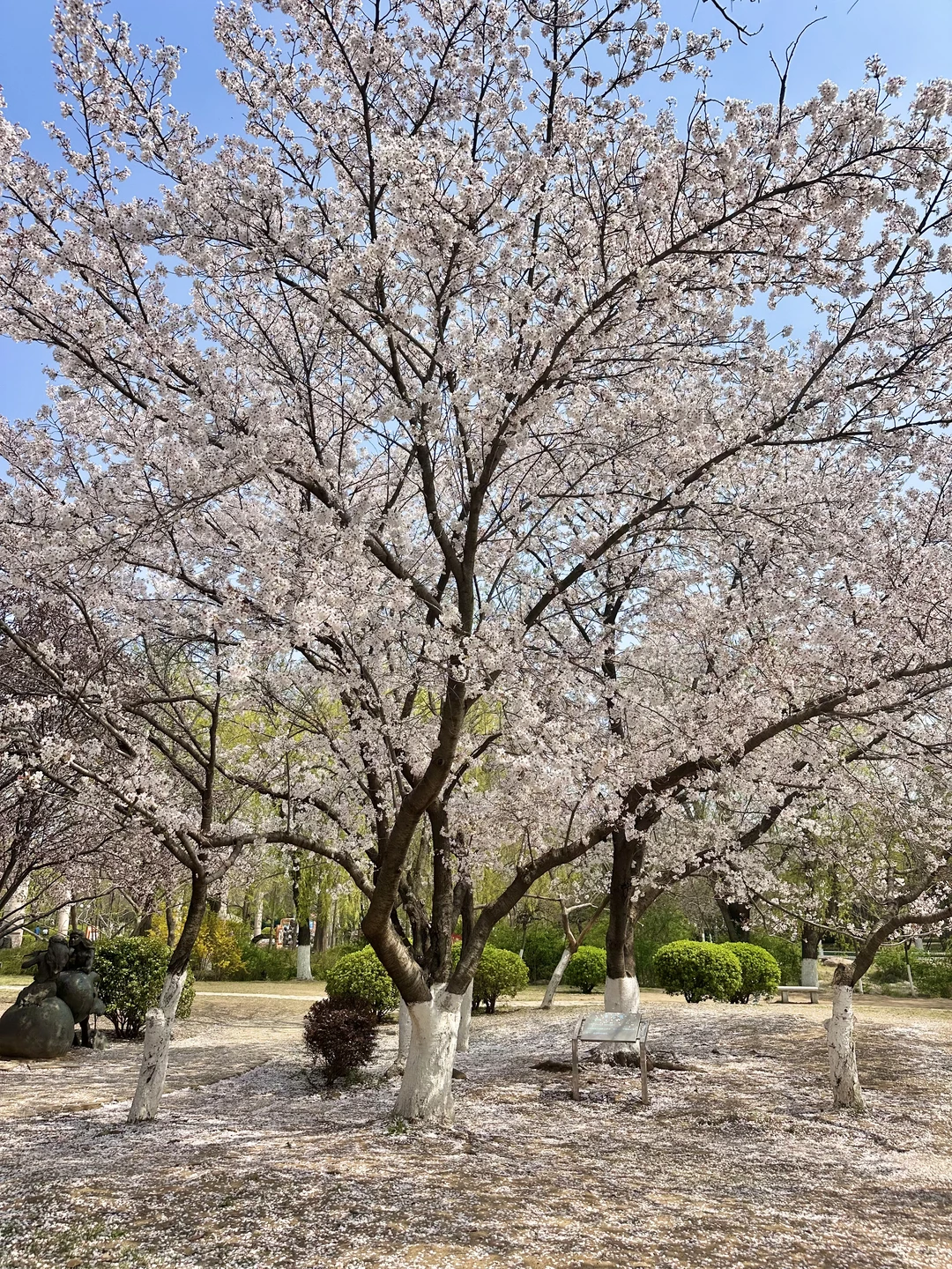 青岛4.2小众赏樱公园🌸超好看完全没有人！