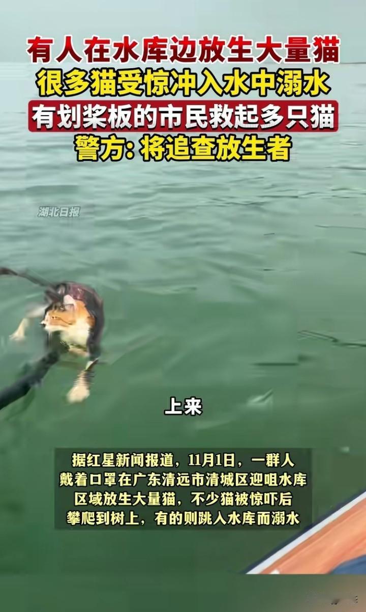 匪夷所思，在11月1日有人在广东清远清城区一水库旁边放生大量的猫，不少猫被惊吓后