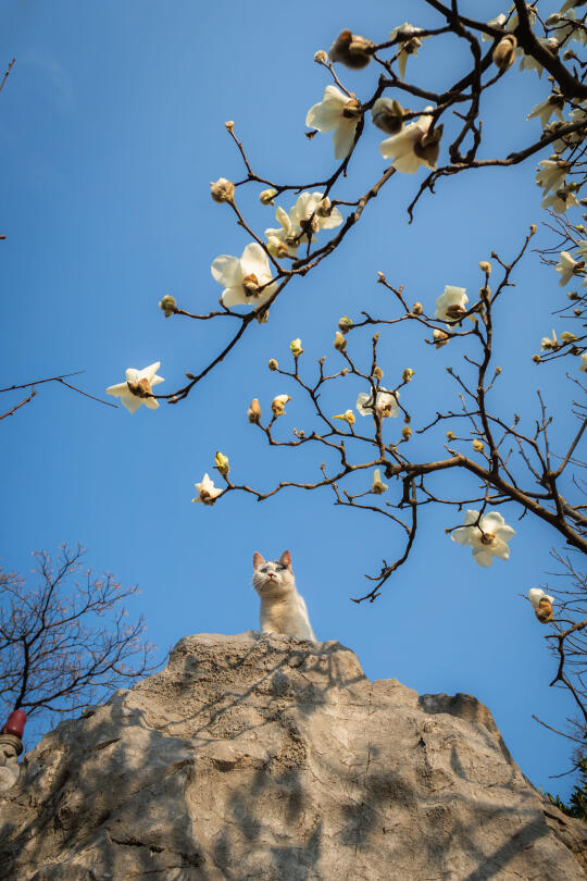 半开的玉兰和猫