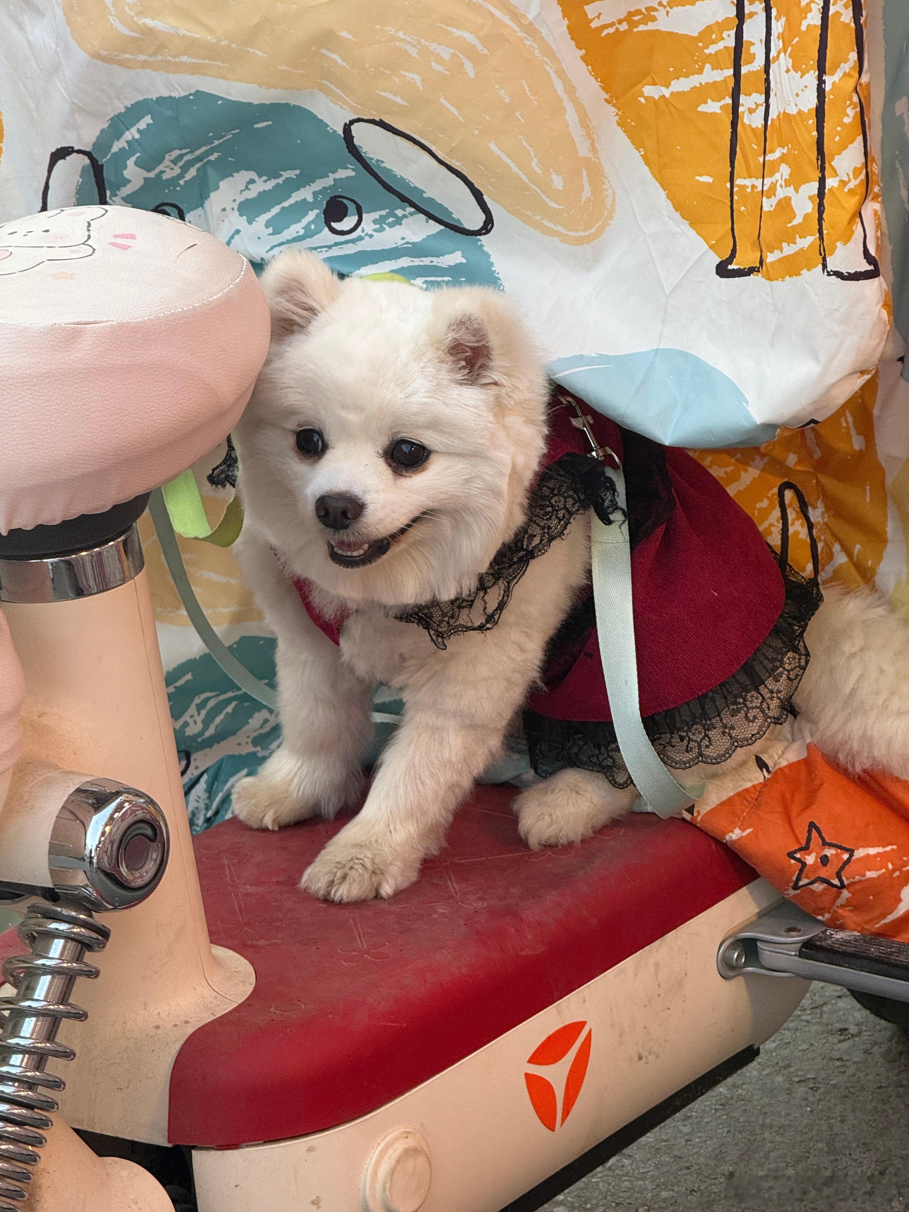 偶遇一只超级可爱的小狗！萌死啦 