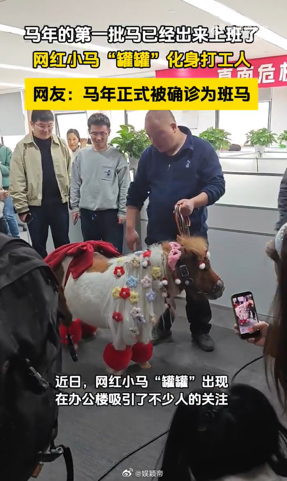 马年的第一批马已经出来上班了别人公司的马在享受投喂和拍照，我司的“牛马”（指打工