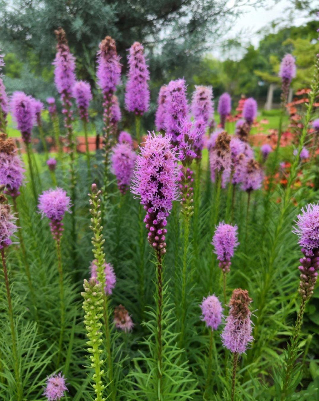 ～365植物心语～ 🌿✨📅 0️⃣6️⃣月2️⃣2️⃣日今日植物：麒麟菊（蛇