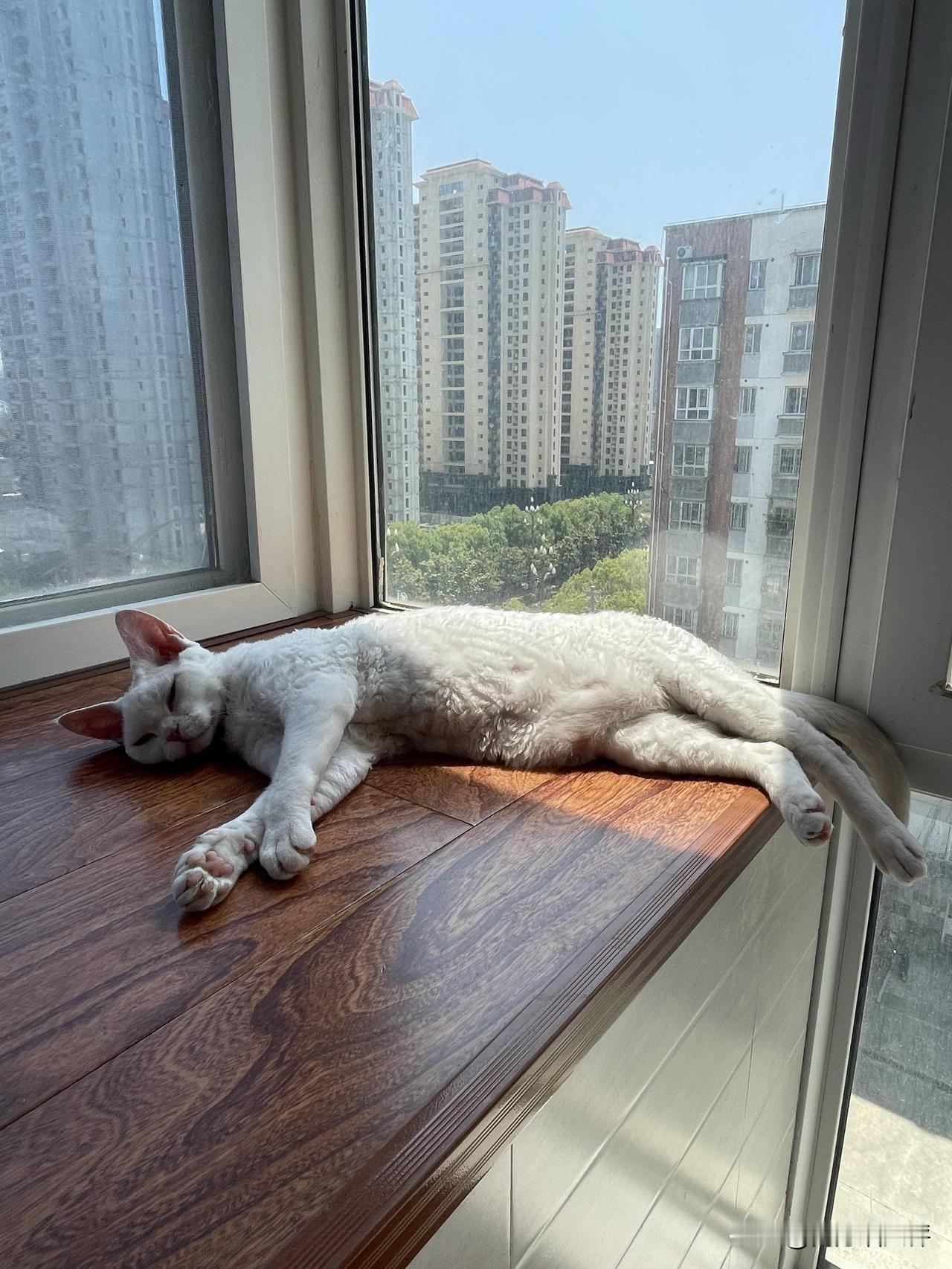 终于拍到了我家睡觉的小猫咪，太阳下那叫睡得一个香。