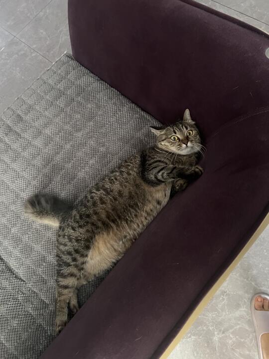 离不开小猫怎么办