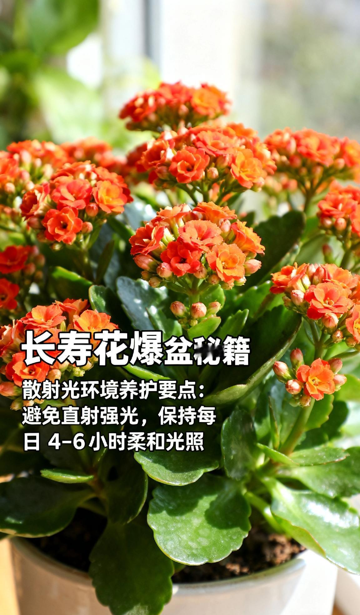 🌿 **长寿花爆盆秘籍｜做好这几点，花球挤满盆！**  

想让你家的长寿花呼